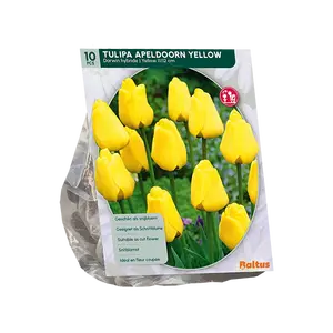 Tulipa Apeldoorn Geel, Darwin per 10