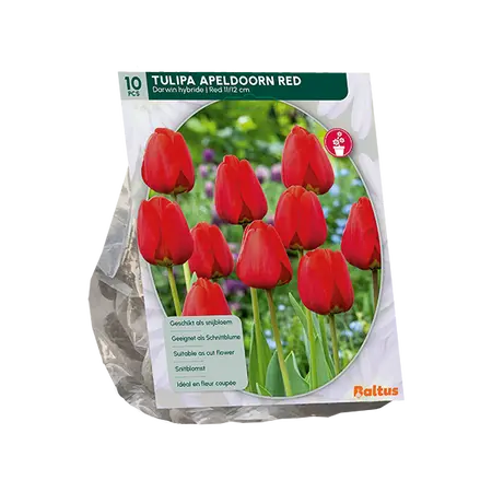 Tulipa Apeldoorn Rood, Darwin per 10