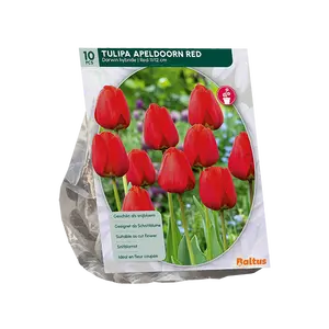 Tulipa Apeldoorn Rood, Darwin per 10