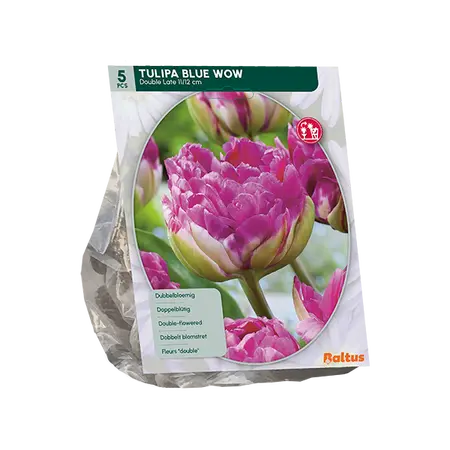Tulipa Blue Wow per 5