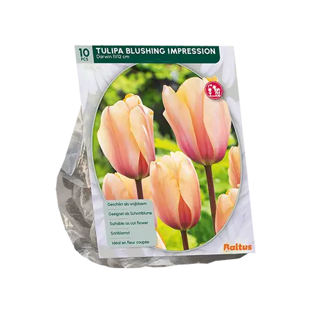Tulipa Blushing Impression, Darwin per 10