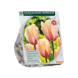 Tulipa Blushing Impression, Darwin per 10