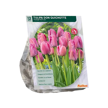 Tulipa Don Quichotte, Triumph per 12