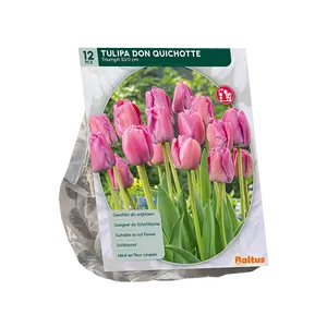 Tulipa Don Quichotte, Triumph per 12