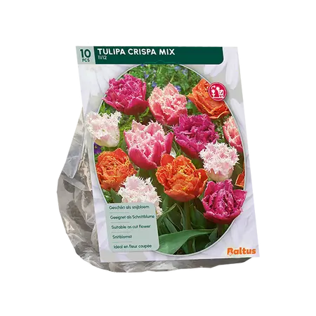 Tulipa Double Crispa mix per 10