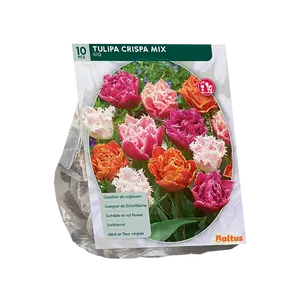 Tulipa Double Crispa mix per 10