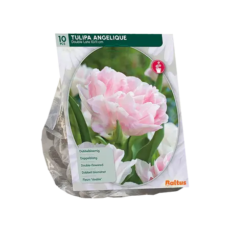 Tulipa Dubbel Laat Angelique per 10