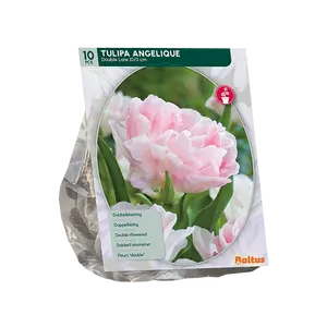 Tulipa Dubbel Laat Angelique per 10