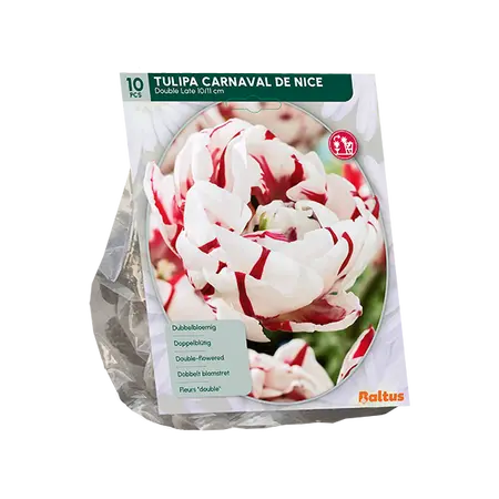 Tulipa Dubbel Laat Carnaval de Nice per 10