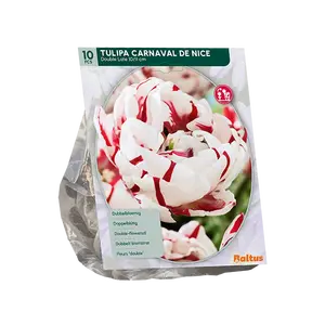 Tulipa Dubbel Laat Carnaval de Nice per 10