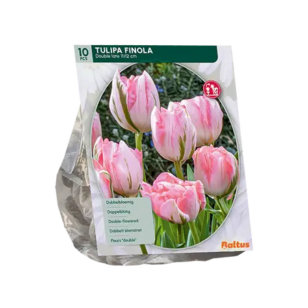Tulipa Dubbel Laat Finola per 10