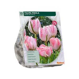 Tulipa Dubbel Laat Finola per 10