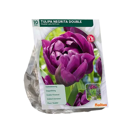 Tulipa Dubbel Laat Negrita Double per 10