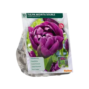 Tulipa Dubbel Laat Negrita Double per 10