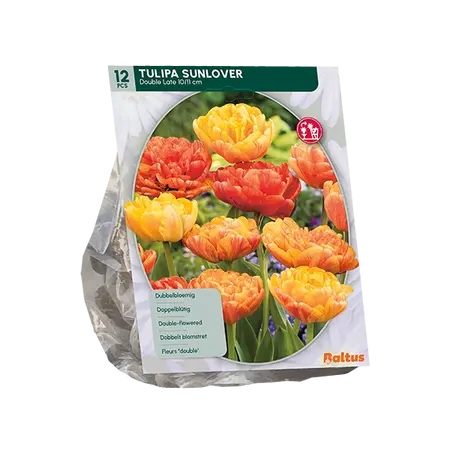 Tulipa Dubbel Laat Sunlover per 12