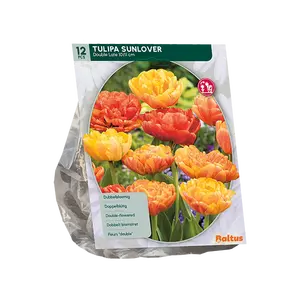 Tulipa Dubbel Laat Sunlover per 12