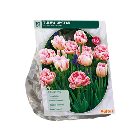 Tulipa Dubbel Laat Upstar per 10
