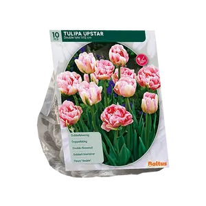 Tulipa Dubbel Laat Upstar per 10