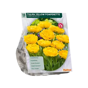 Tulipa Dubbel Laat Yellow Pompenette per 15