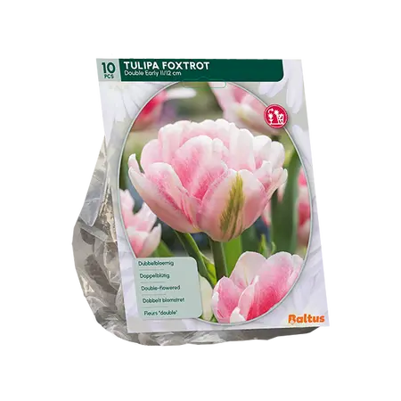Tulipa Dubbel Vroeg Foxtrot per 10