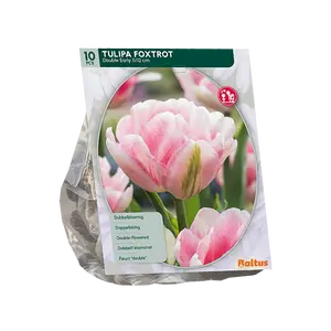 Tulipa Dubbel Vroeg Foxtrot per 10