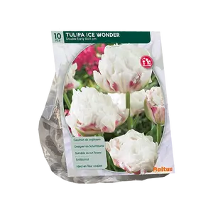 Tulipa Dubbel Vroeg Ice Wonder per 10