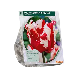 Tulipa Estella Rijnveld, Parkiet per 12