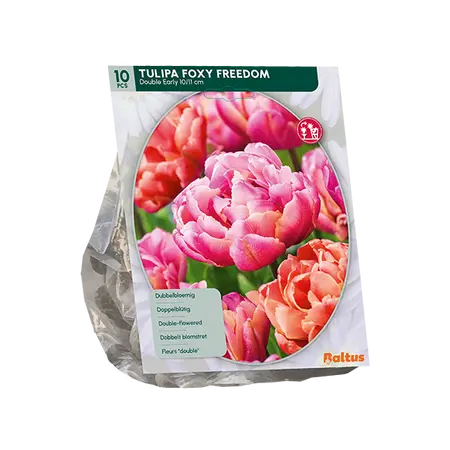 Tulipa Foxy Freedom per 10