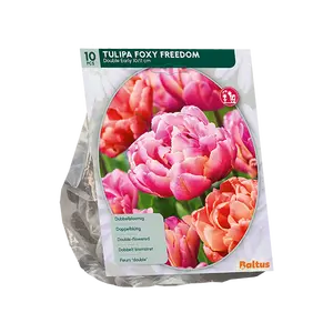 Tulipa Foxy Freedom per 10