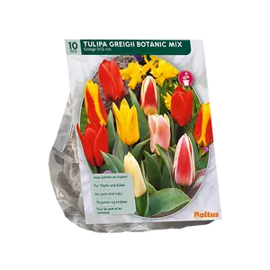 Tulipa Greigii Mix per 10