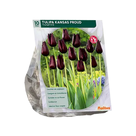 Tulipa Kansas Proud per 10