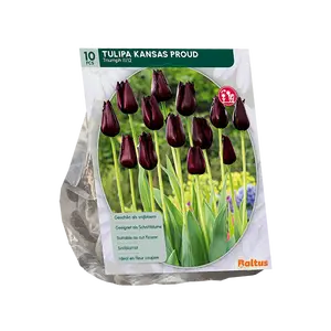 Tulipa Kansas Proud per 10