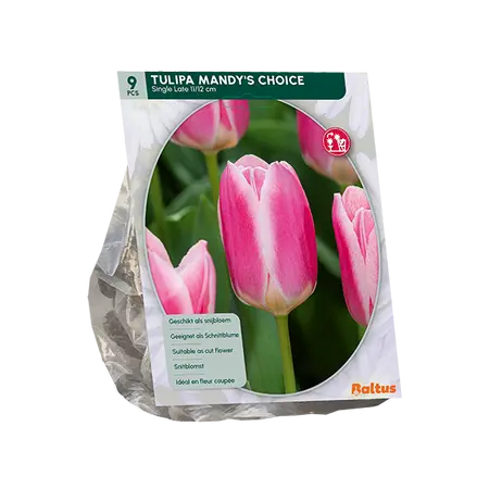 Tulipa Mandy's Choice per 9