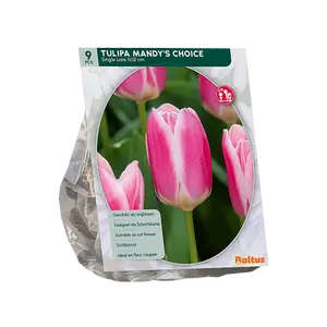 Tulipa Mandy's Choice per 9