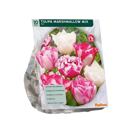Tulipa Marshmellow mix per 10
