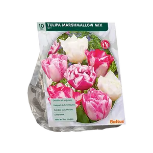 Tulipa Marshmellow mix per 10