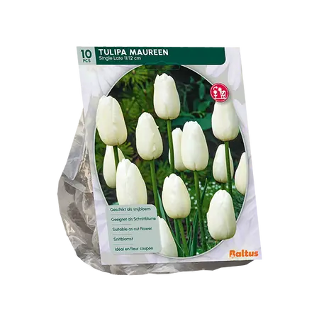 Tulipa Maureen, Enkel Laat per 10
