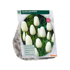 Tulipa Maureen, Enkel Laat per 10