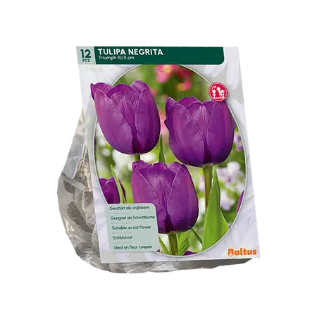Tulipa Negrita, Triumph per 12