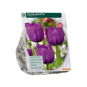Tulipa Negrita, Triumph per 12