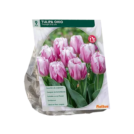 Tulipa Ohio, Triumph per 9