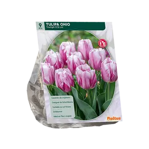 Tulipa Ohio, Triumph per 9