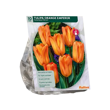 Tulipa Orange Emperor, Fosteriana per 10