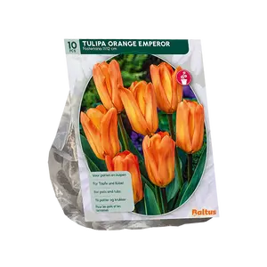 Tulipa Orange Emperor, Fosteriana per 10