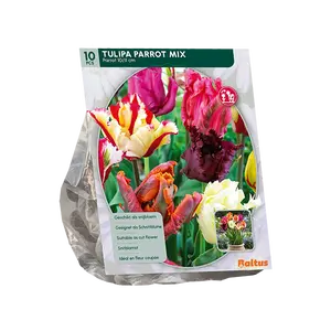 Tulipa Parkiet Mix per 10