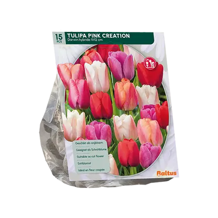 Tulipa Pink Creation per 15