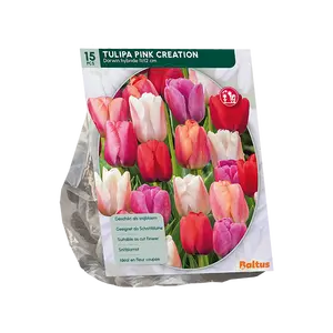 Tulipa Pink Creation per 15