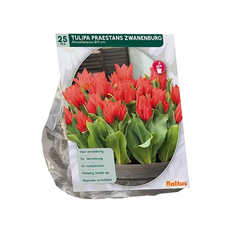 Tulipa Praestans Zwanenburg per 25