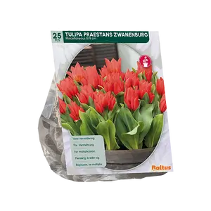 Tulipa Praestans Zwanenburg per 25