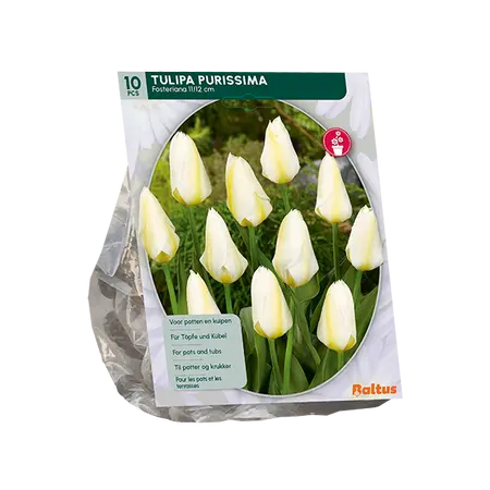 Tulipa Purissima, Fosteriana per 10